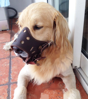 Adjustable Top-Layer Pet Harness